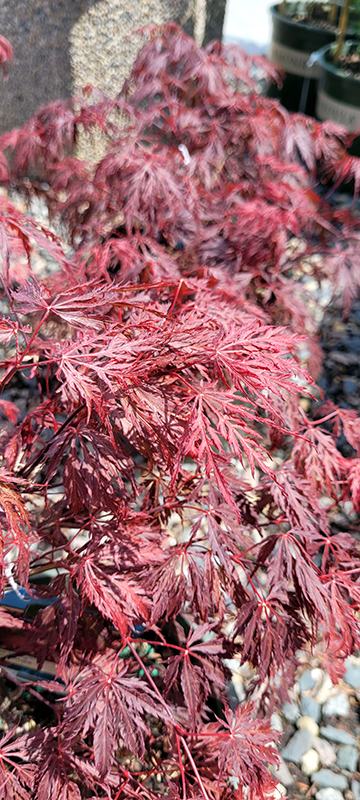 Velvet Viking Japanese Maple (Acer palmatum 'Monfrick') at Gertens