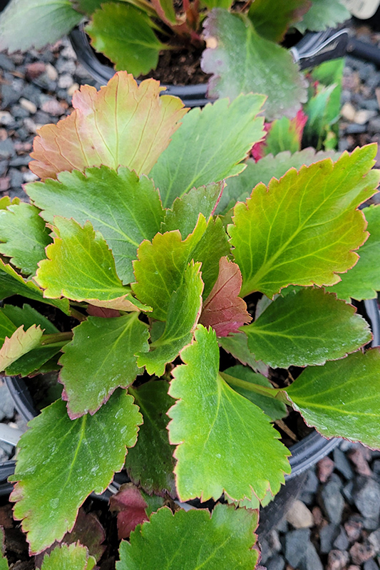 Nova™ Flame Mukgenia Perennial - All Year Color - 4 Pot 