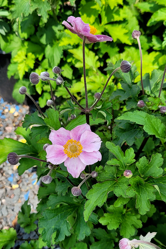 Pink Saucer Anemone (Anemone hupehensis ‘Pink Saucer’) in Inver Grove