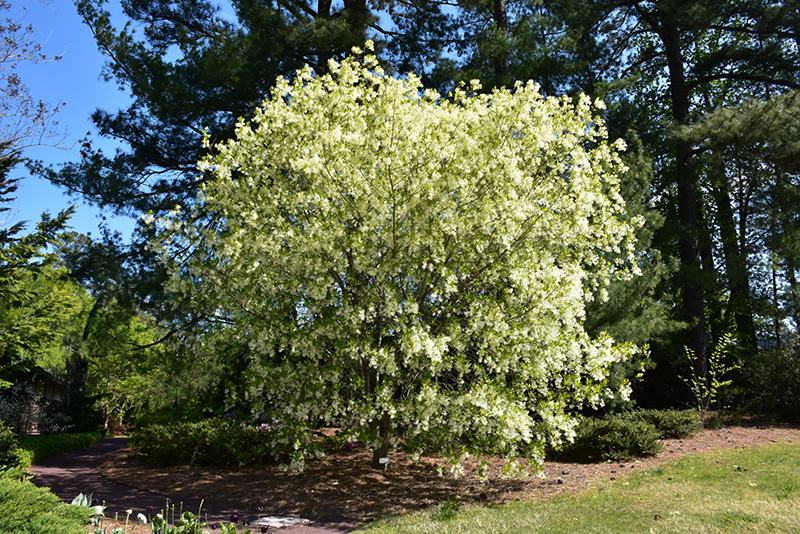 White Fringetree (Chionanthus virginicus) at Gertens