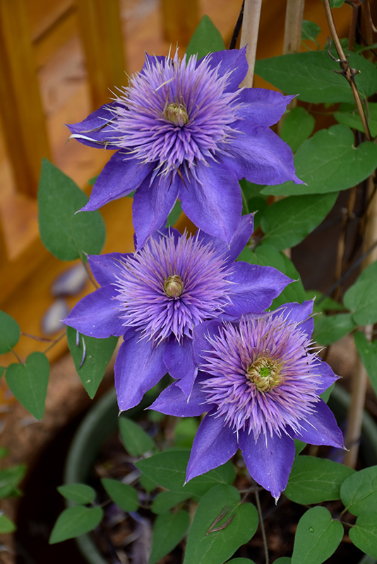 Multi Blue Clematis (Clematis 'Multi Blue') in Inver Grove Heights