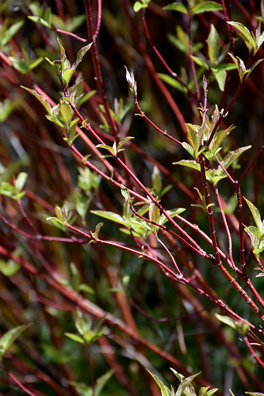 Bailey's Red Twig Dogwood (Cornus sericea 'Baileyi') at Gertens