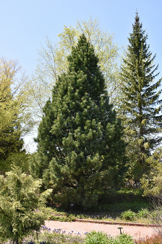 Swiss Stone Pine (Pinus cembra) at Gertens