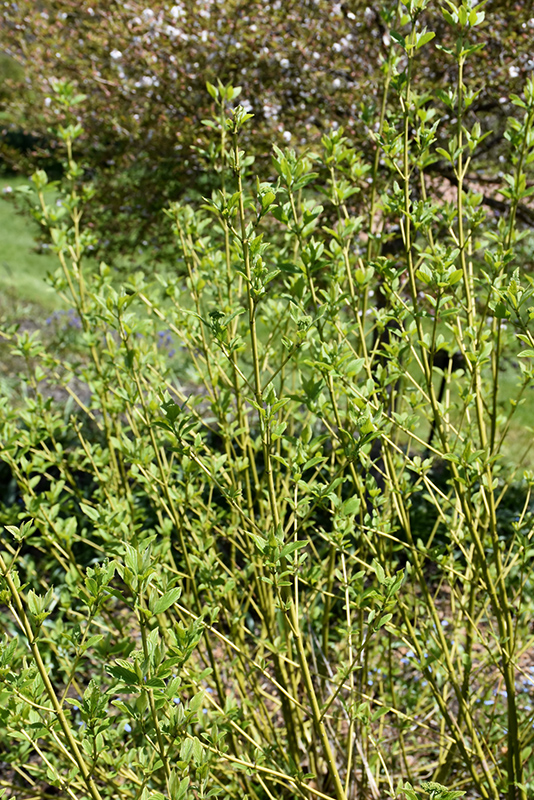 Bud's Yellow Dogwood (Cornus alba 'Bud's Yellow') at Gertens