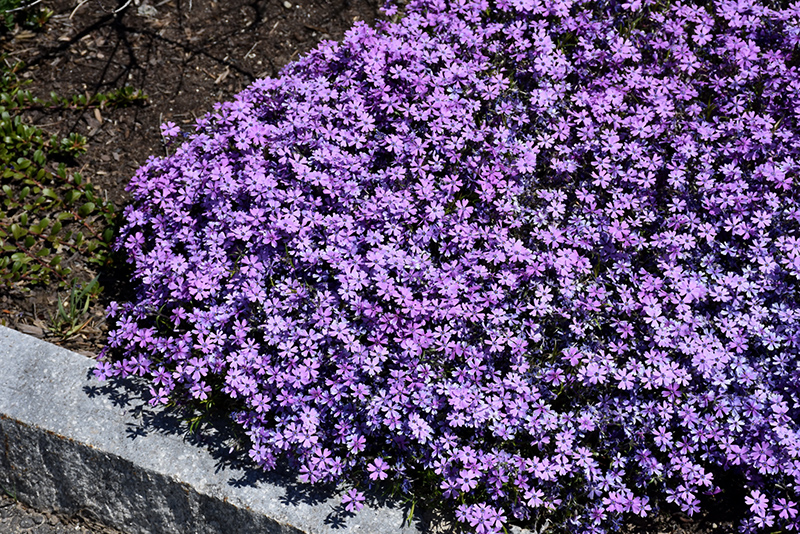 Purple Beauty Creeping Phlox (Phlox subulata 'Purple Beauty') at Gertens