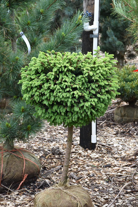 Little Gem Spruce (tree form) (Picea abies 'Little Gem (tree form)') at Gertens
