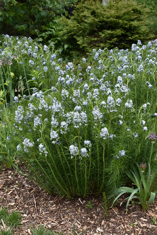 Narrow Leaf Blue Star Amsonia Hubrichtii In Inver Grove Heights   J083 15 