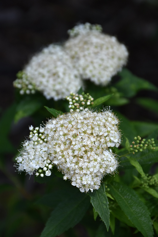 Japanese White Spirea Spiraea Albiflora In Inver Grove Heights Minnesota Mn At Gertens