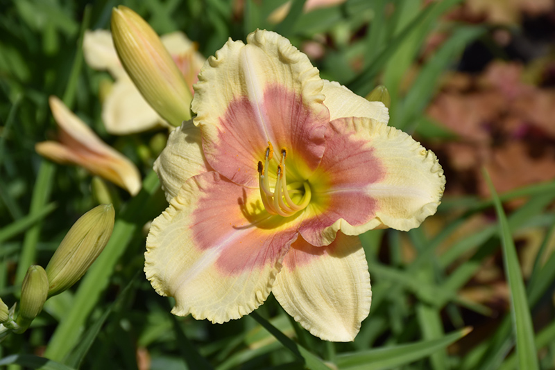 When My Sweetheart Returns Daylily (Hemerocallis 'When My Sweetheart Returns') at Gertens
