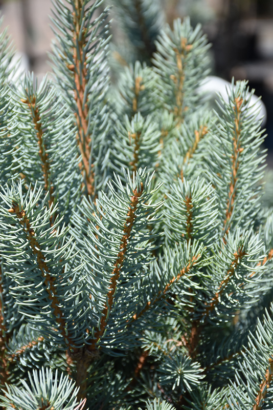 Blue Totem Colorado Blue Spruce (Picea pungens 'Blue Totem') at Gertens