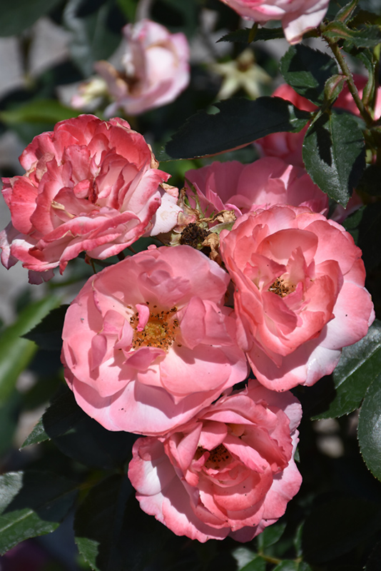 Easy Elegance® Calypso Shrub Rose (Rosa 'BAIypso') at Gertens