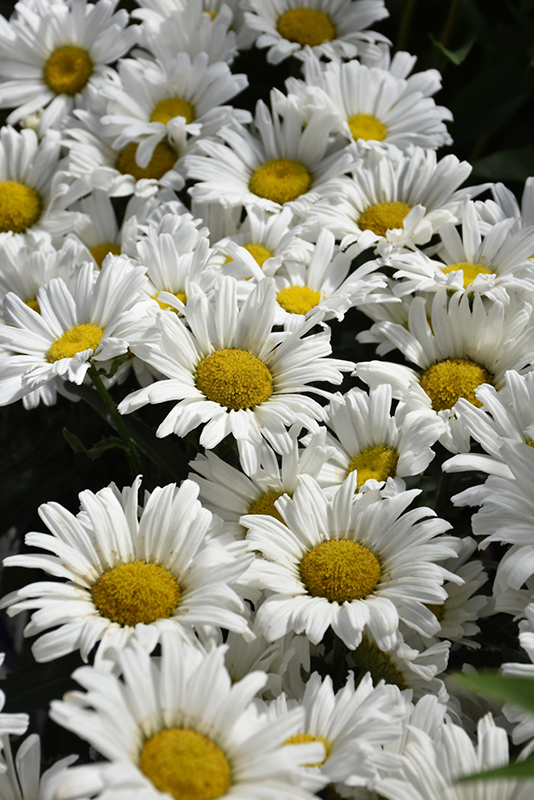 Daisy May® Shasta Daisy (Leucanthemum x superbum 'Daisy Duke') at Gertens