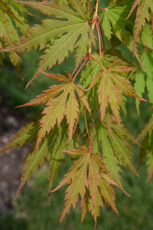 North Wind® Maple (Acer 'IsINW') at Gertens