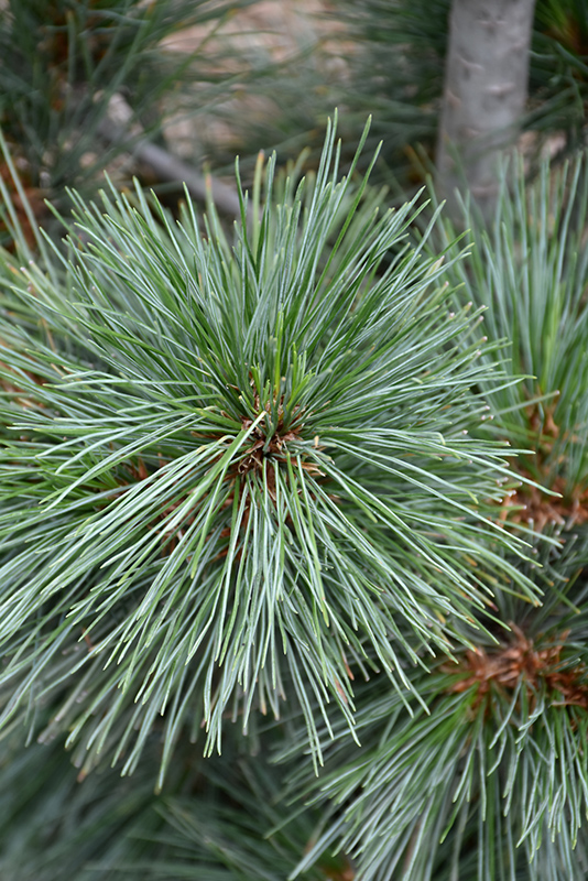Silver Whispers™ Swiss Stone Pine (Pinus cembra 'Silver Whispers') at Gertens