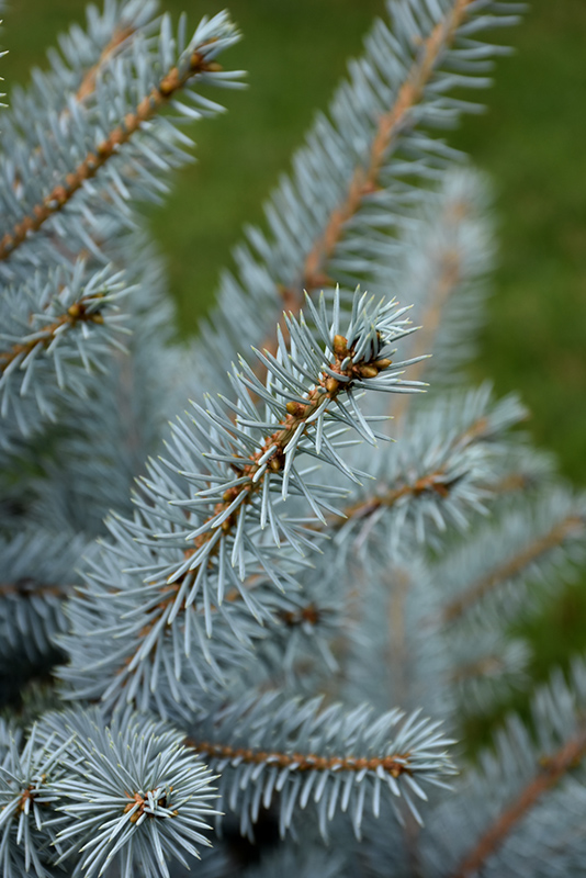 Bonny Blue Colorado Blue Spruce (Picea pungens 'Bonny Blue') at Gertens
