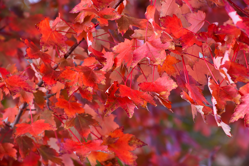 Autumn Radiance® Red Maple (Acer rubrum 'Autumn Radiance') at Gertens