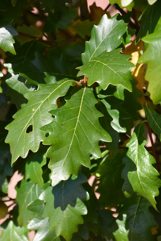 Kindred Spirit® Oak (Quercus x warei 'Nadler') at Gertens