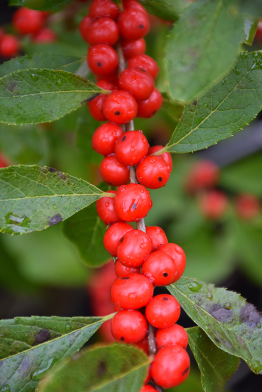 Red Sprite Winterberry (Ilex verticillata 'Red Sprite') at Gertens