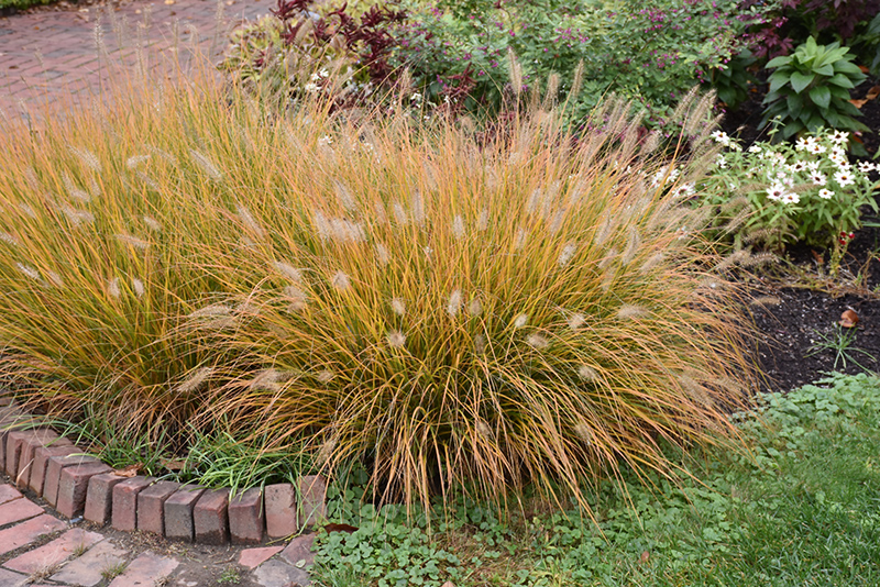 Hameln Fountain Grass (Pennisetum alopecuroides 'Hameln') at Gertens
