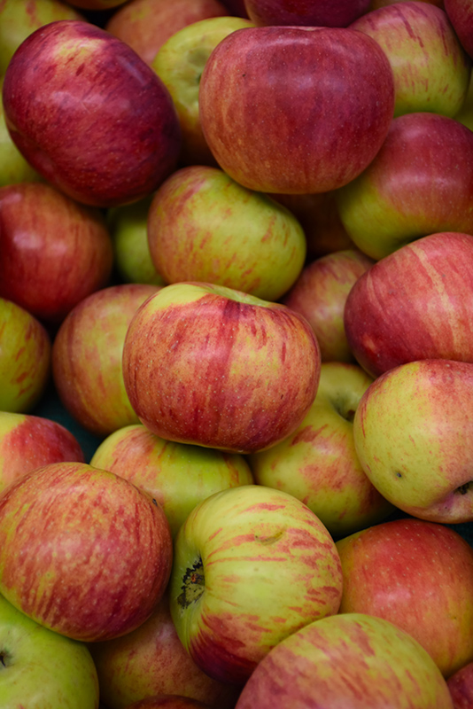 Cortland Apple (Malus 'Cortland') at Gertens