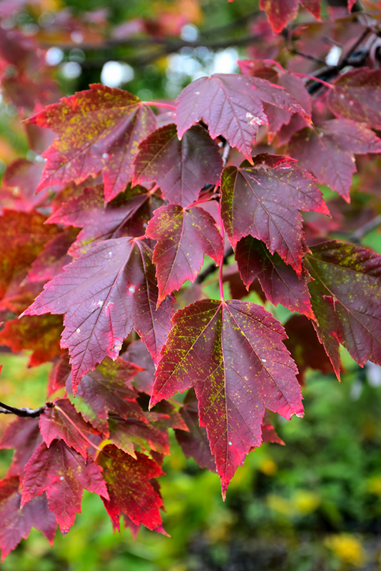 Red Sunset® Red Maple (Acer rubrum 'Franksred') at Gertens