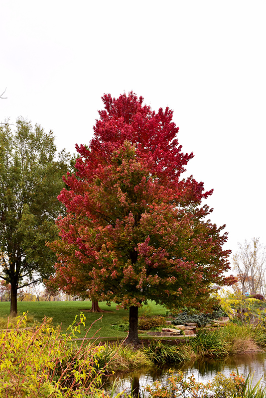 Red Sunset® Red Maple (Acer rubrum 'Franksred') at Gertens