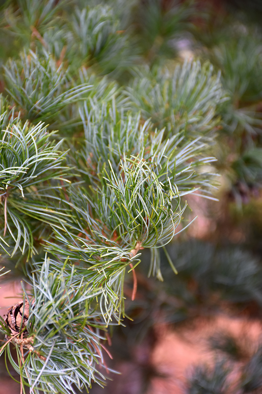 Japanese White Pine (Pinus parviflora 'Glauca') at Gertens