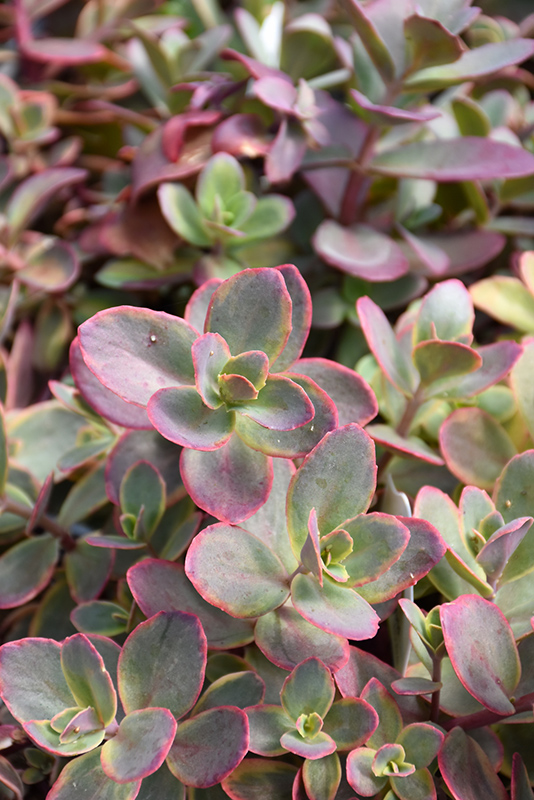 SunSparkler® Wildfire Sedum (Sedum 'Wildfire') in Inver Grove Heights ...