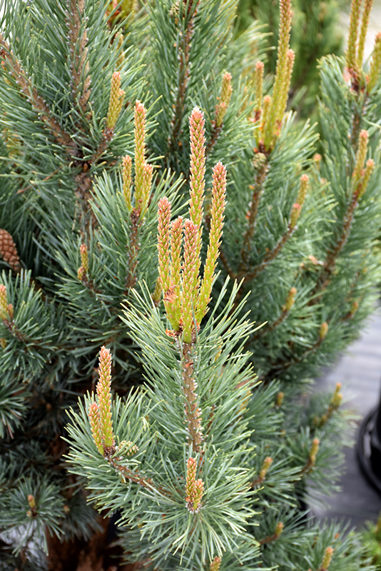 Dwarf Blue Scotch Pine Pinus Sylvestris Glauca Nana In Inver Grove Heights Minnesota MN