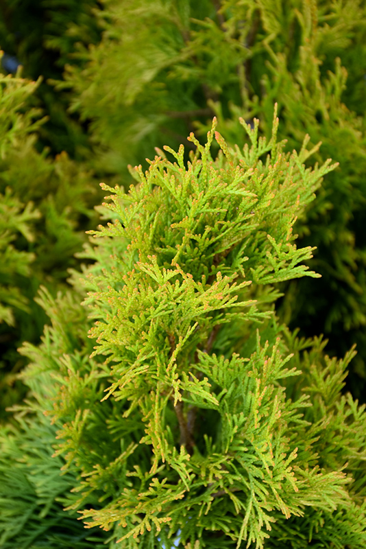 Highlights™ Arborvitae (Thuja occidentalis 'Janed Gold') at Gertens