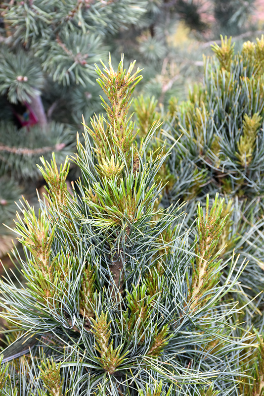 Westerstede Swiss Stone Pine (Pinus cembra 'Westerstede') at Gertens