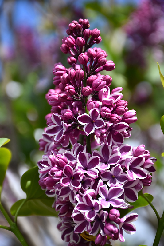 Sensation Lilac (Syringa vulgaris 'Sensation') at Gertens