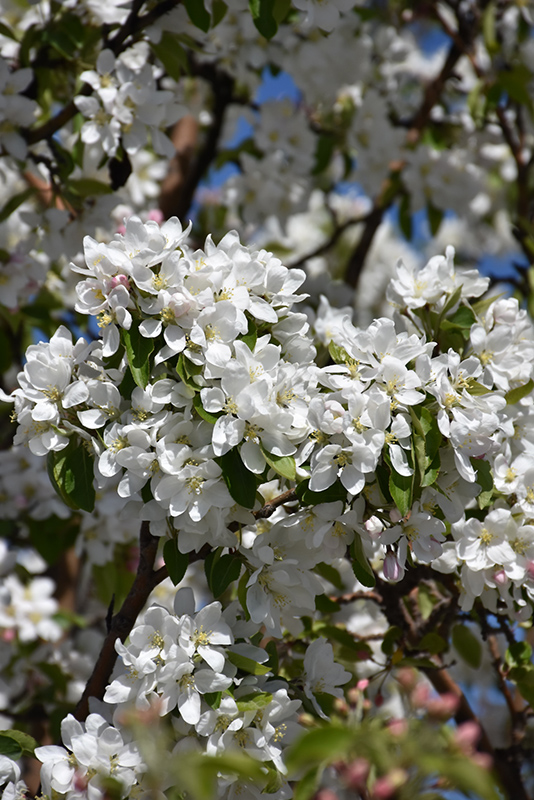 Dolgo Flowering Crabapple (Malus 'Dolgo') in Inver Grove Heights ...