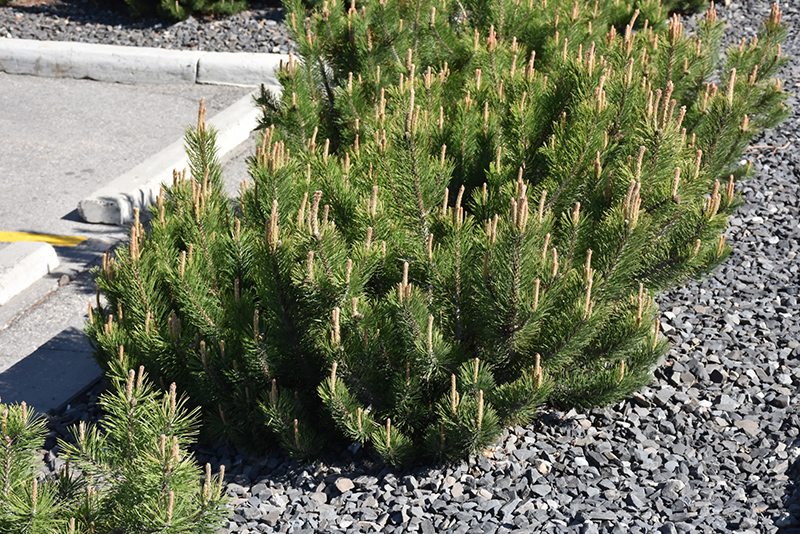 Dwarf Mugo Pine (Pinus mugo var. pumilio) at Gertens