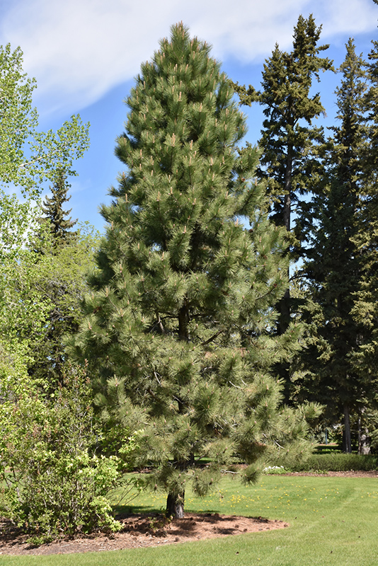 Ponderosa Pine (Pinus ponderosa) at Gertens