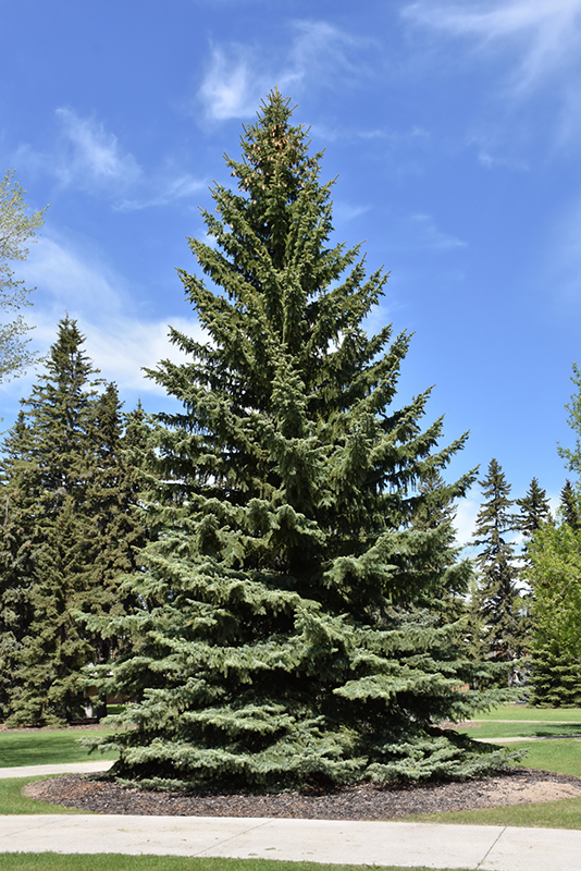 Blue Colorado Spruce (Picea pungens 'var. glauca') at Gertens