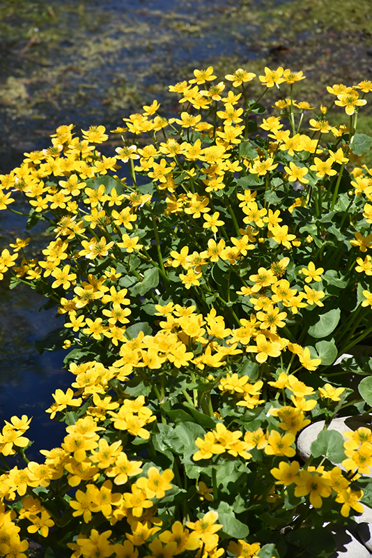 Marsh Marigold (Caltha palustris) in Inver Grove Heights