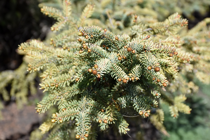Golden Black Spruce (Picea mariana 'Aurea') at Gertens