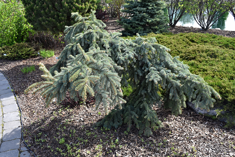 Weeping Colorado Blue Spruce (Picea pungens 'Pendula') at Gertens