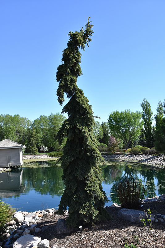 Weeping White Spruce (Picea glauca 'Pendula') at Gertens