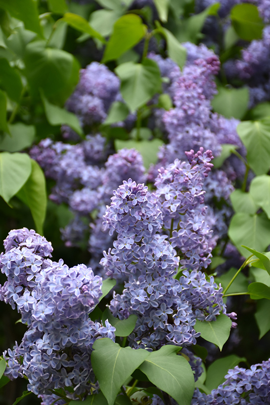 Wedgewood Blue Lilac (Syringa vulgaris 'Wedgewood Blue') at Gertens