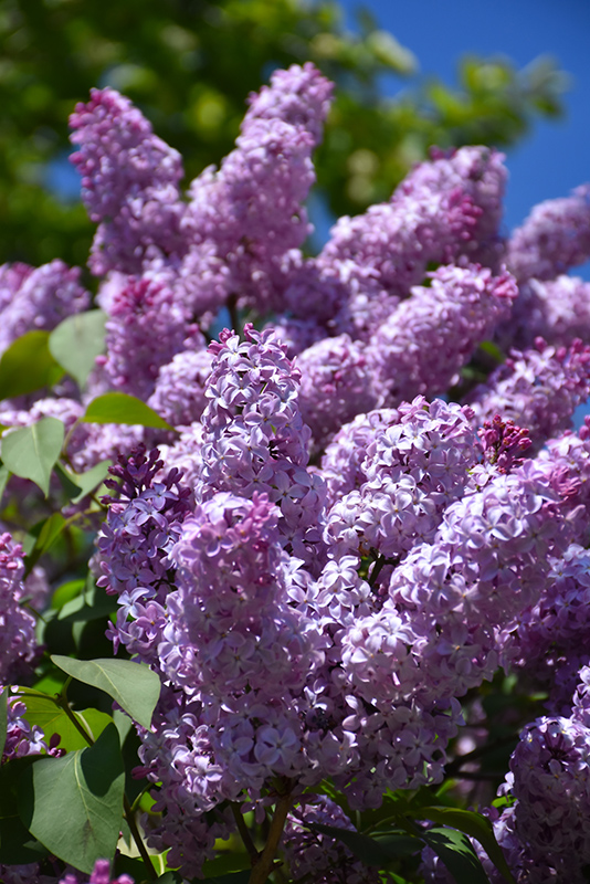 Common Purple Lilac (Syringa vulgaris) at Gertens