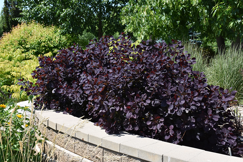 Royal Purple Smokebush (Cotinus coggygria 'Royal Purple') at Gertens