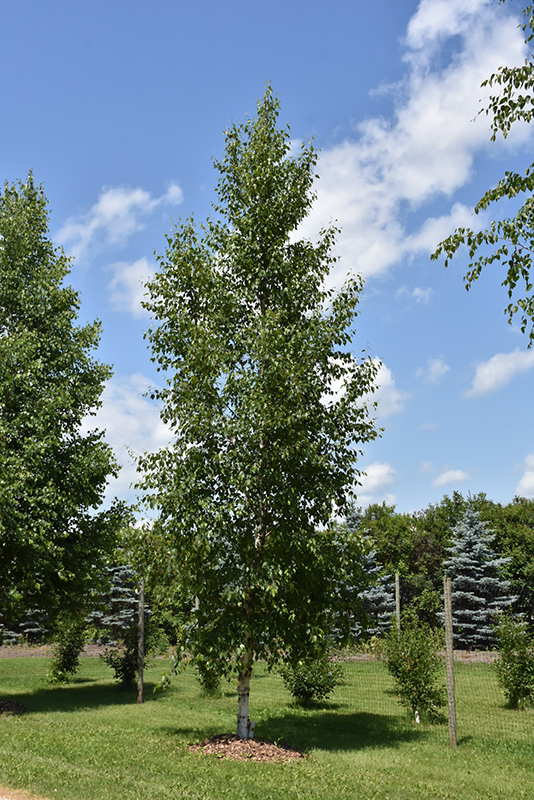 Paper Birch  EEK Wisconsin