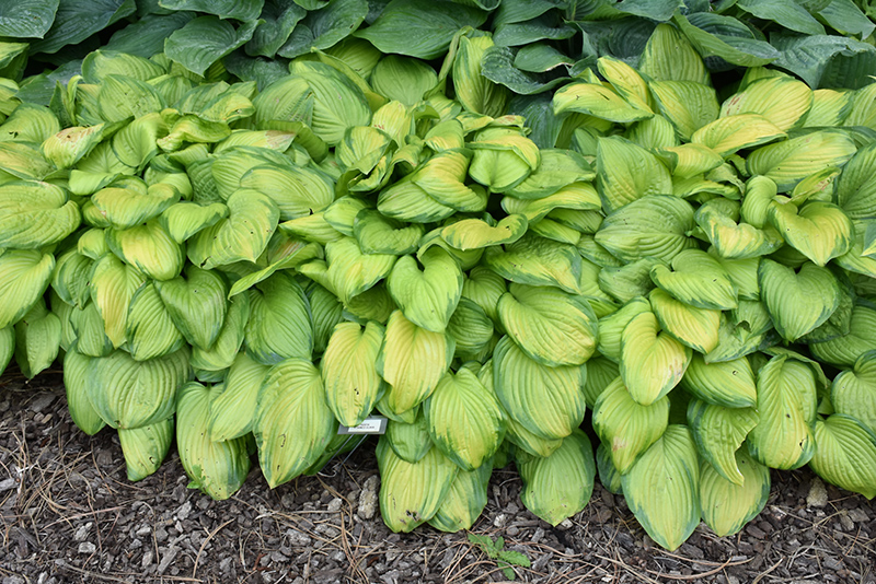 Stained Glass Hosta (Hosta 'Stained Glass') at Gertens