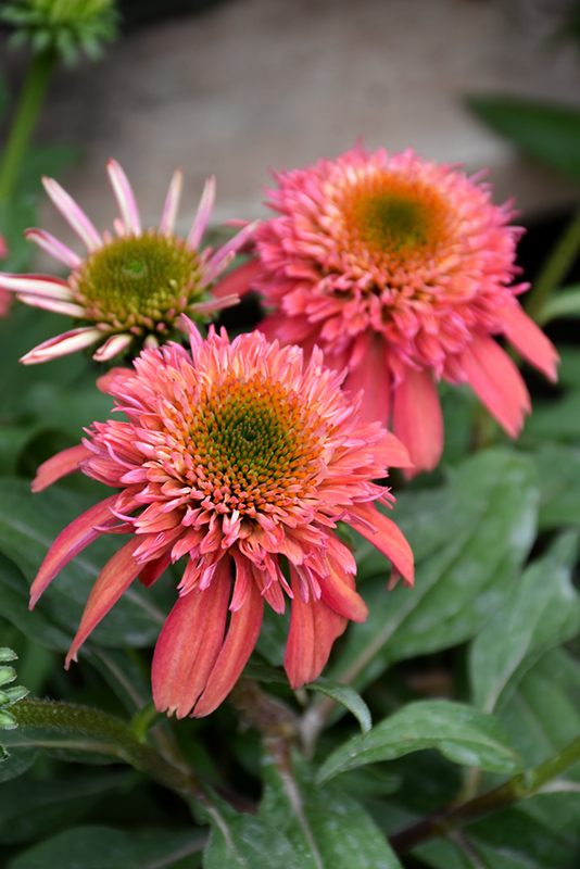 Double Scoop Cranberry Coneflower (Echinacea 'Balscanery') at Gertens