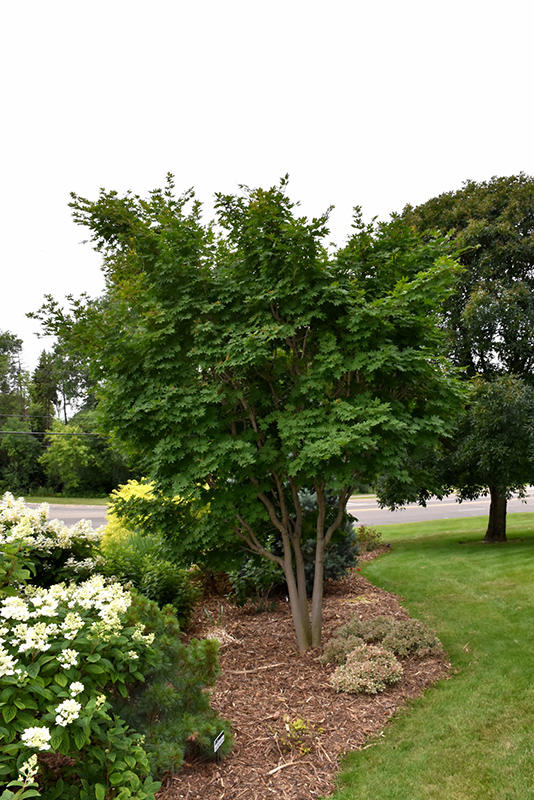 Korean Maple (Acer pseudosieboldianum) at Gertens