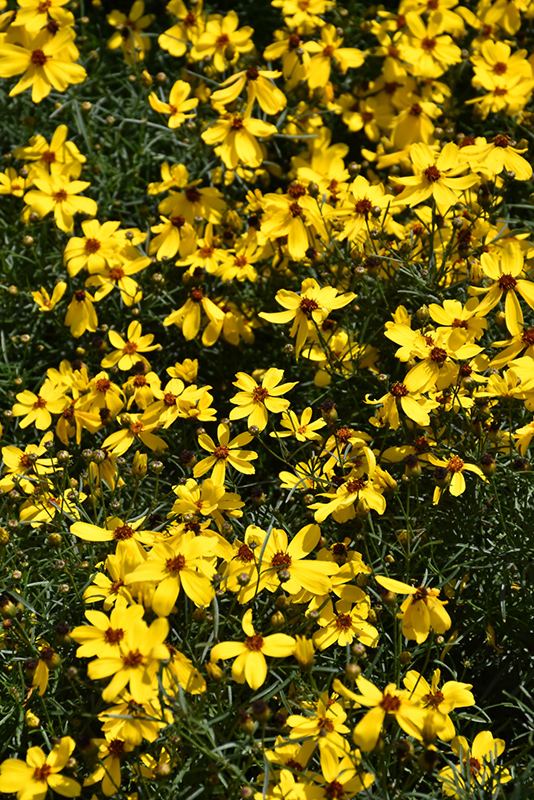 Imperial Sun Tickseed (Coreopsis 'Imperial Sun') at Gertens