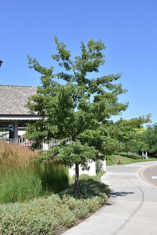 First Editions® Majestic Skies™ Northern Pin Oak (Quercus ellipsoidalis 'Bailskies') at Gertens