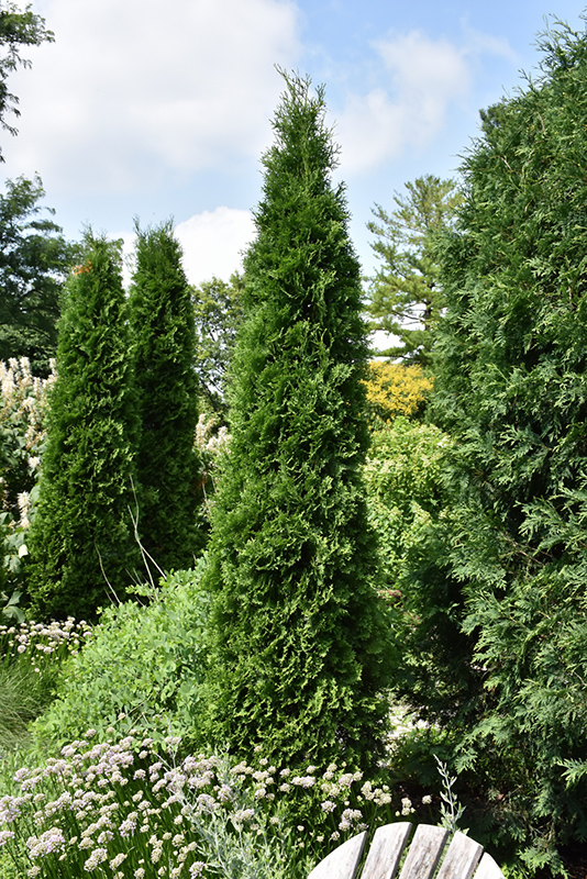 American Pillar Arborvitae (Thuja occidentalis 'American Pillar') at Gertens